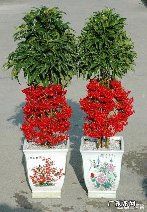 农村常见的“黄金万两”有什么作用？