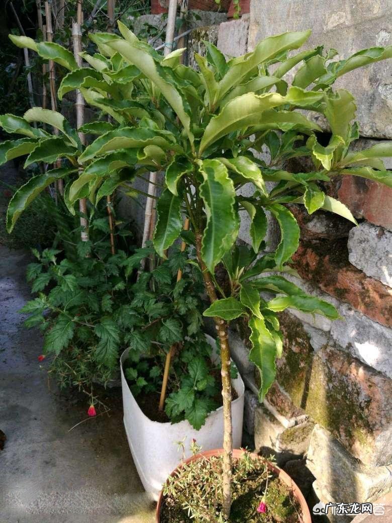 农村常见的“黄金万两”有什么作用？