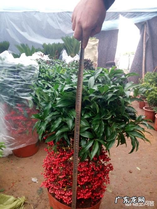 农村常见的“黄金万两”有什么作用？