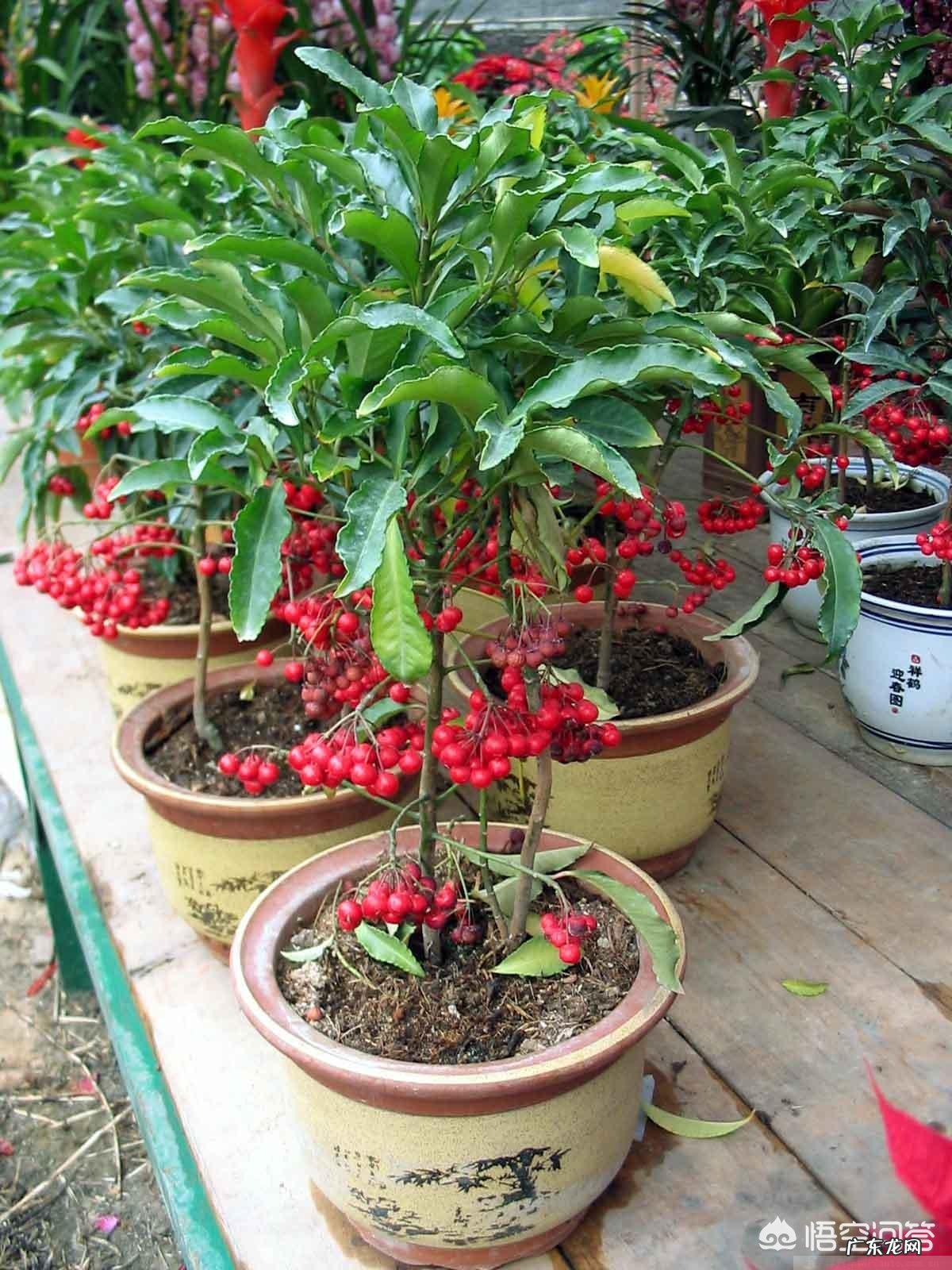 农村常见的“黄金万两”有什么作用？