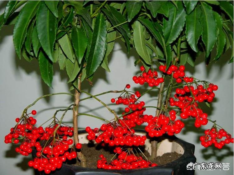 农村常见的“黄金万两”有什么作用？