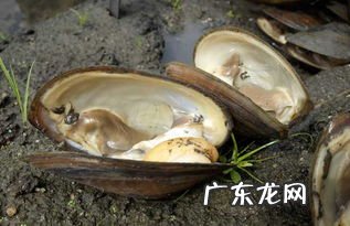 河蚌的食用价值 河蚌的吃法和做法视频教程