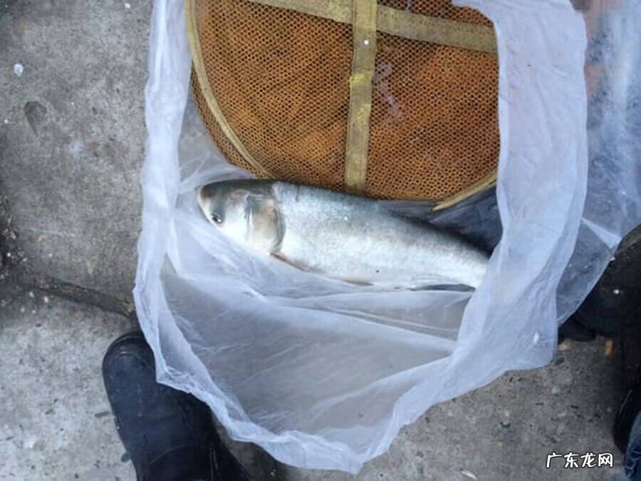 水库冬钓鲢鳙水深是多少 南方冬天水库钓鲢鳙绝招