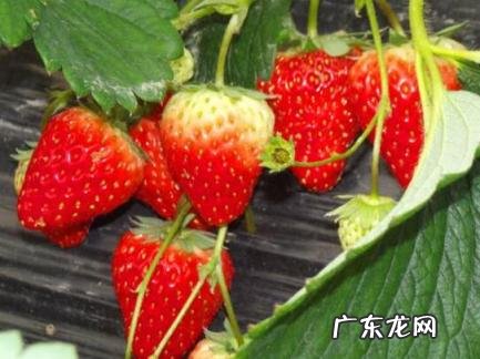 草莓碰伤是什么样子 草莓碰伤是什么样子图片