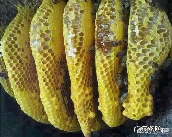 喝槐花蜜蒸熟好还是喝生槐花蜜好？有什么好处？