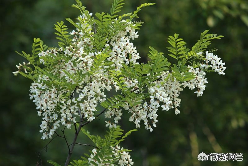 喝槐花蜜蒸熟好还是喝生槐花蜜好？有什么好处？