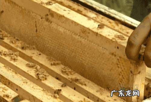 喝槐花蜜蒸熟好还是喝生槐花蜜好?有什么好处?