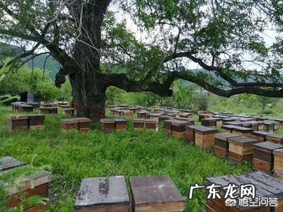 喝槐花蜜蒸熟好还是喝生槐花蜜好？有什么好处？