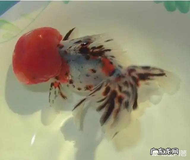 什么金鱼最漂亮?