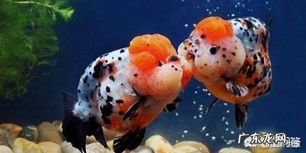 什么金鱼最漂亮?