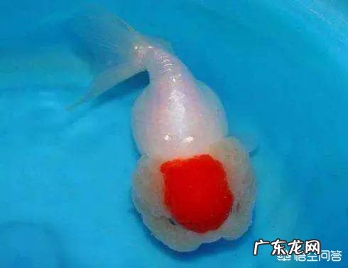 什么金鱼最漂亮?