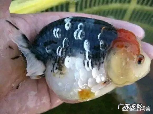 什么金鱼最漂亮?