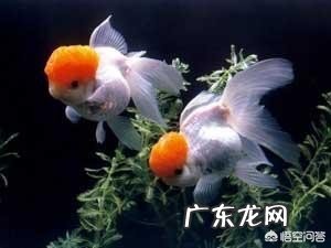 什么金鱼最漂亮?