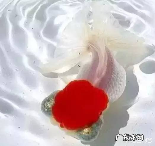 什么金鱼最漂亮?