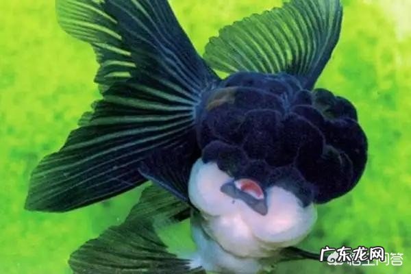 什么金鱼最漂亮?