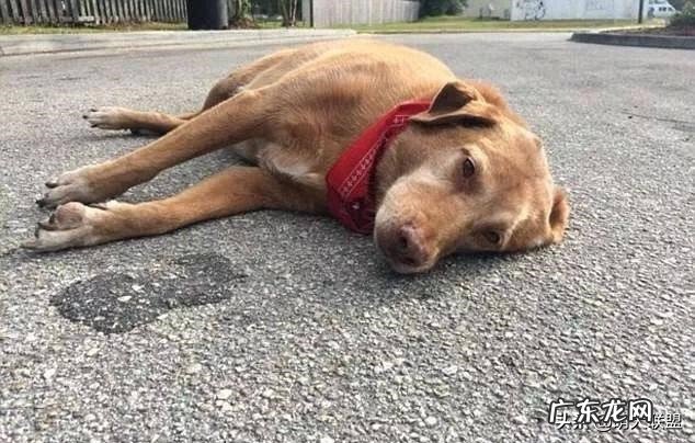 夏天到来,如何判断狗狗是否中暑?有什么预防措施吗?