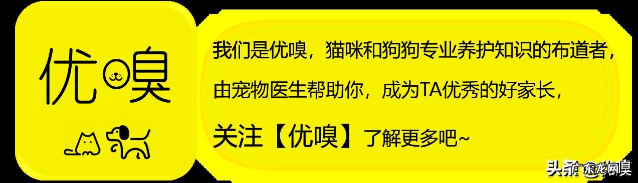 夏天到来,如何判断狗狗是否中暑?有什么预防措施吗?