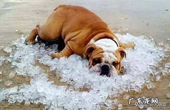 夏天到来,如何判断狗狗是否中暑?有什么预防措施吗?