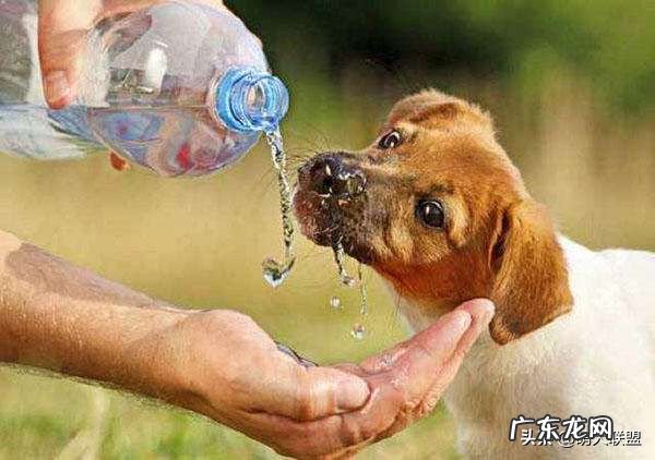 夏天到来,如何判断狗狗是否中暑?有什么预防措施吗?