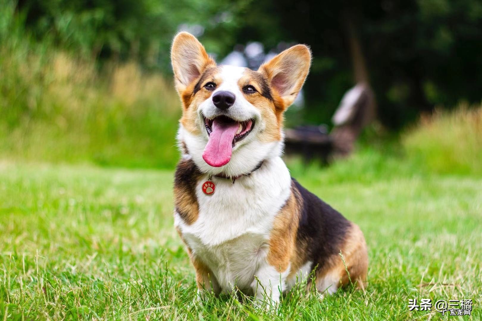 夏天到来,如何判断狗狗是否中暑?有什么预防措施吗?