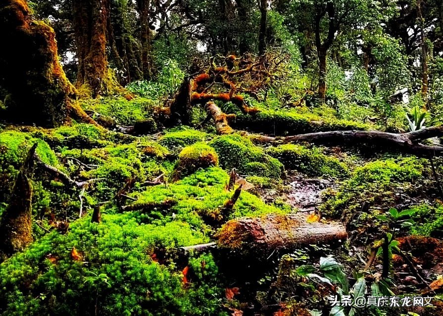 喝茶养生主要喝什么茶?