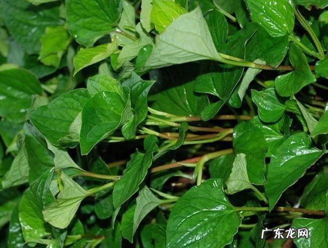 鱼腥草泡水喝有什么功效 鱼腥草的吃法大全