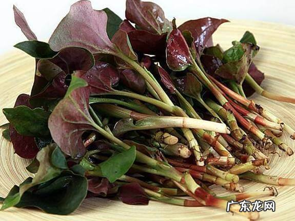 鱼腥草泡水喝有什么功效 鱼腥草的吃法大全