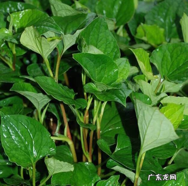 鱼腥草泡水喝有什么功效 鱼腥草的吃法大全