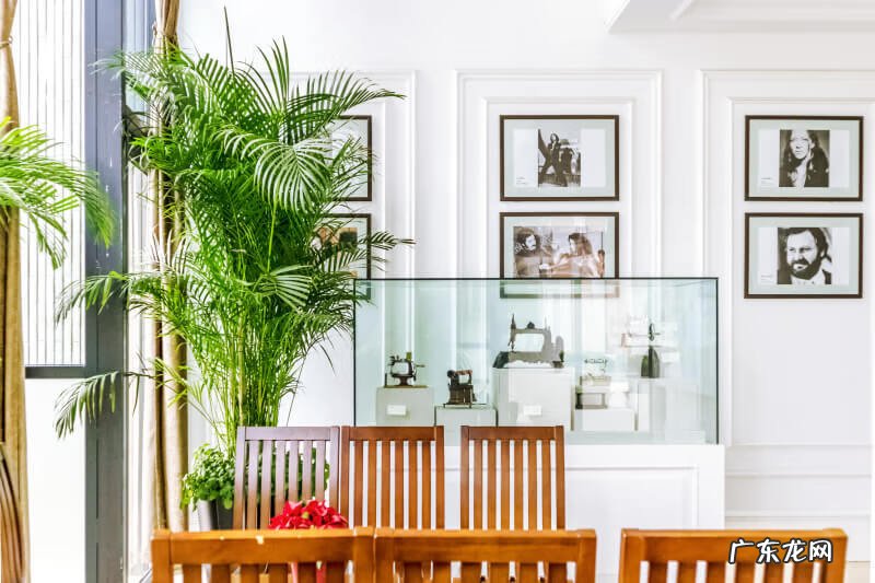 一盆二棵发财树风水 发财树隔断风水