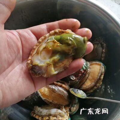 家常红烧鲍鱼的做法 鲍鱼的做法红烧鱼的做法