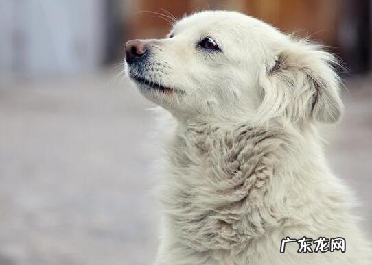黑狗白胸膛不死主人旺的含义 黑狗白胸膛不死主人旺黑狗胸前有白毛带财