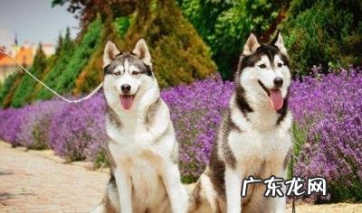 世界四大傻狗 世界十大蠢狗排名巴吉度