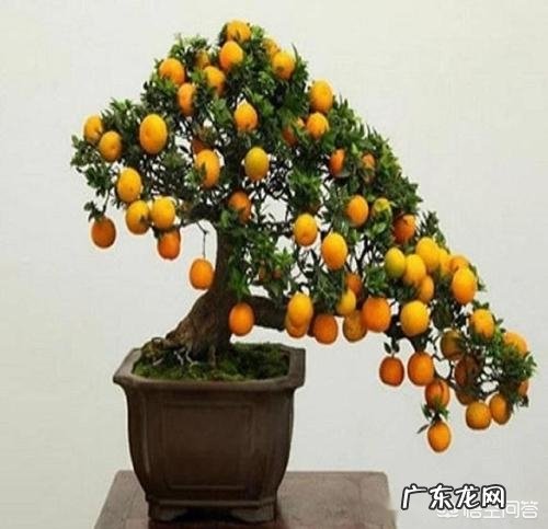 不是观赏的金桔树能在楼里养吗?