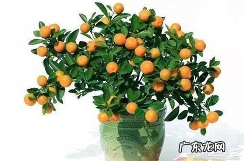 不是观赏的金桔树能在楼里养吗?