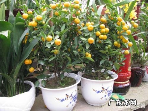 不是观赏的金桔树能在楼里养吗?