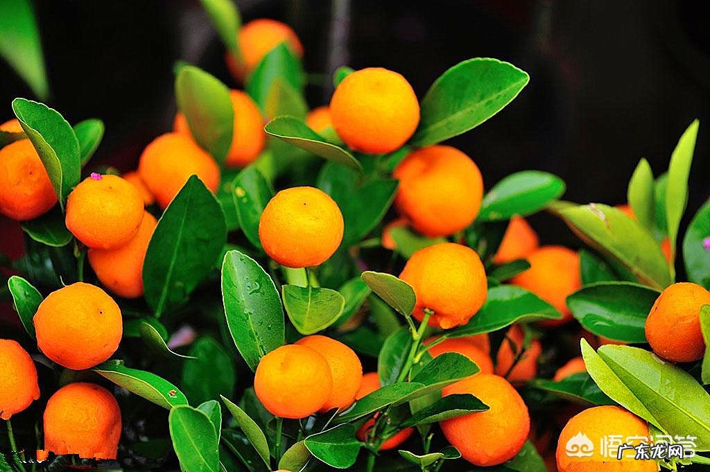 不是观赏的金桔树能在楼里养吗?