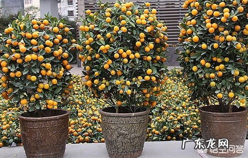 不是观赏的金桔树能在楼里养吗?