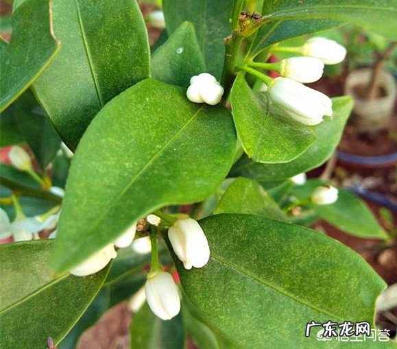 不是观赏的金桔树能在楼里养吗?