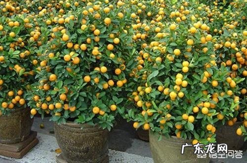 不是观赏的金桔树能在楼里养吗?