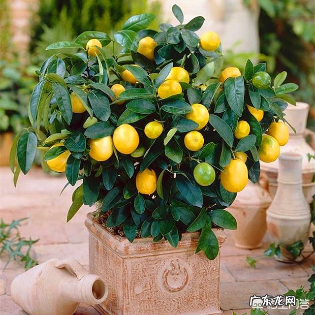不是观赏的金桔树能在楼里养吗?