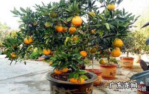 不是观赏的金桔树能在楼里养吗?