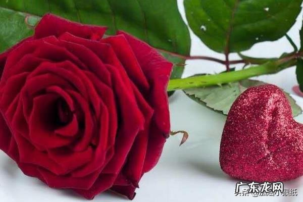 99朵玫瑰代表什么意思，玫瑰花语，花点心思吧？