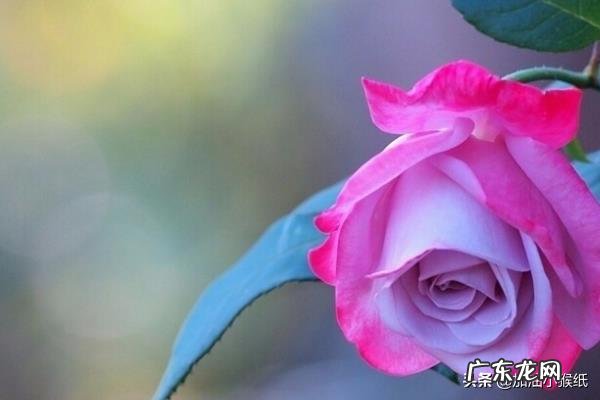 99朵玫瑰代表什么意思，玫瑰花语，花点心思吧？