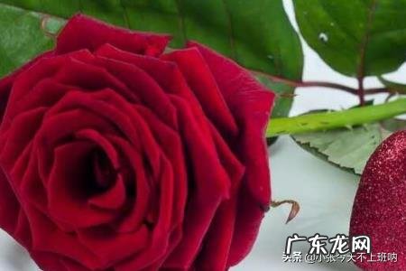 99朵玫瑰代表什么意思，玫瑰花语，花点心思吧？