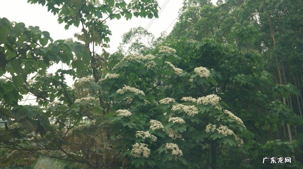宾阳县和吉镇 宾阳巨头岭风水宝地