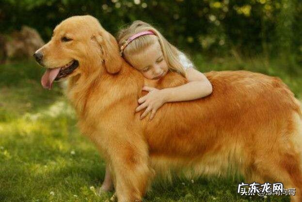 哪些狗狗比较适合家庭饲养,可以帮慢照看小孩子?