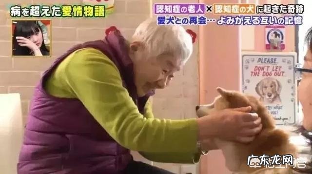 大家知道狗狗和老人的感人故事吗?