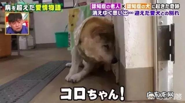 大家知道狗狗和老人的感人故事吗?