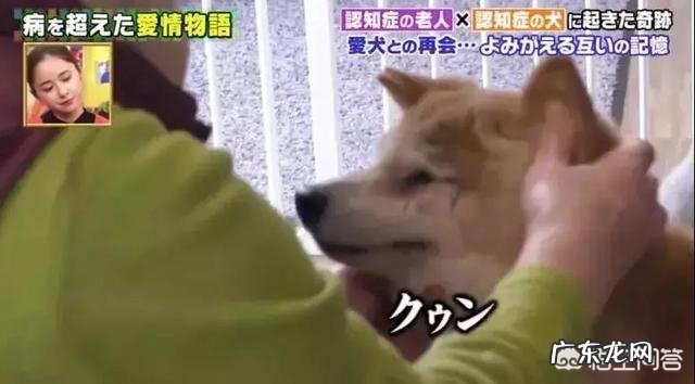 大家知道狗狗和老人的感人故事吗?