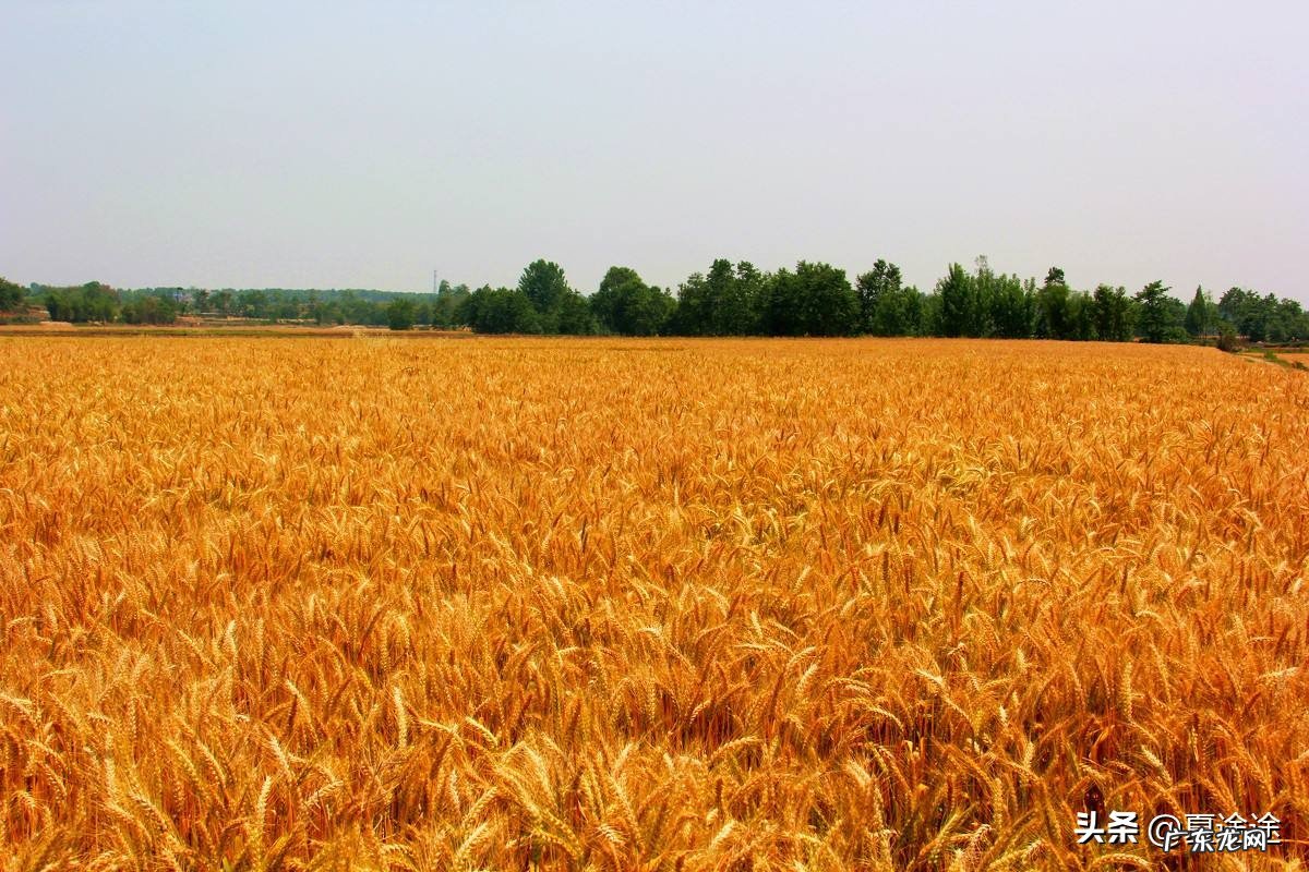 古人是如何描写夏天的？